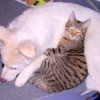 Cream colored puppy and tabby cat lying together.