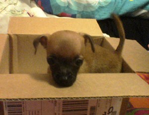 Brown puppy with black muzzle in a box.