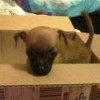 Brown puppy with black muzzle in a box.