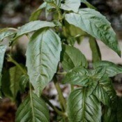 basil plant