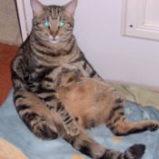 Cat sitting on bum.