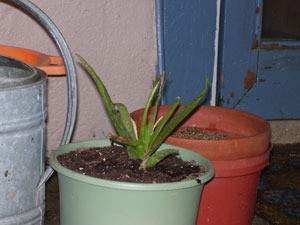 aloe plant