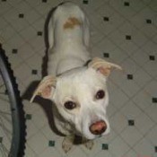White Pit mix with light brown ears and patch.