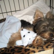 Bogey (Yorkshire Terrier)