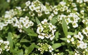 Closeup of flowers.