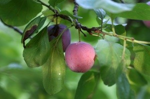 plum on tree