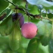plum on tree