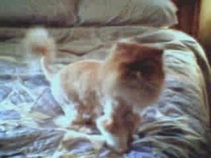 Kozmo (Persian Cat)