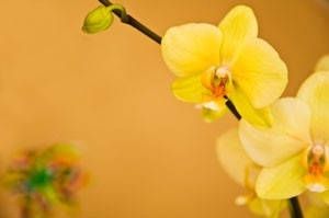 Close up of yellow orchids
