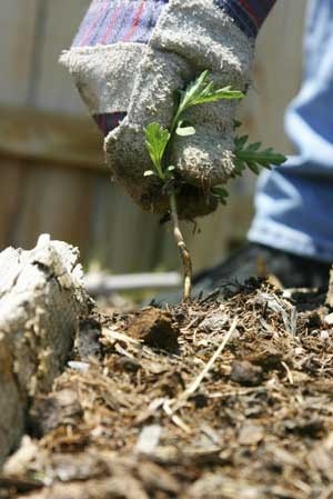 Weeding Without Chemicals