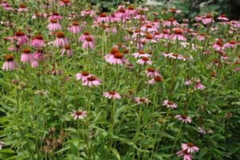 coneflowers