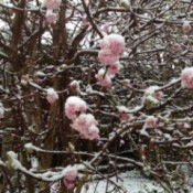 Pink flowers on viburnum, closeup.