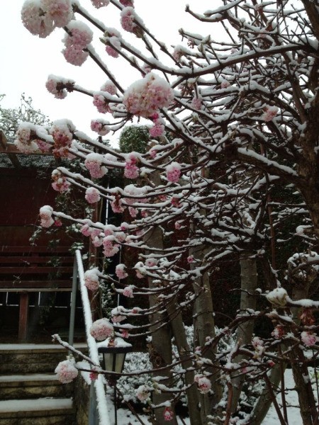 Pink viburnum flowers.