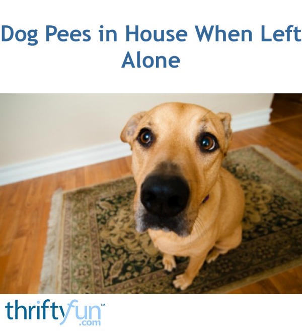 Dog Pees In House When Left Alone Thriftyfun