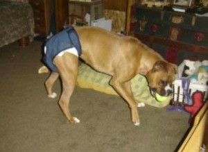 Makeshift diaper hot sale for dog