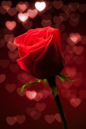 Photo of a red rose decoration at a Valentine's Day dance.