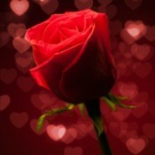 Photo of a red rose decoration at a Valentine's Day dance.
