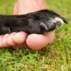 Caring for Your Dog's Feet