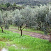 Row of olive trees.