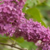 Flowering Lilacs