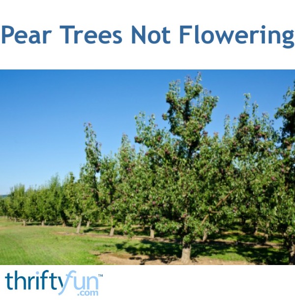 Pear Trees Not Flowering 