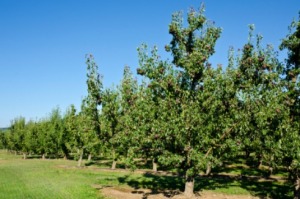 Pear Trees Not Flowering