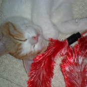 Upside down sleeping cat.