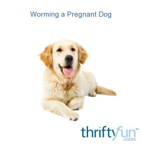 pregnant dog pooping in house