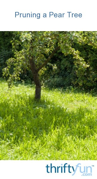 Pruning a Pear Tree | ThriftyFun