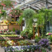 Buying Trees and Shrubs