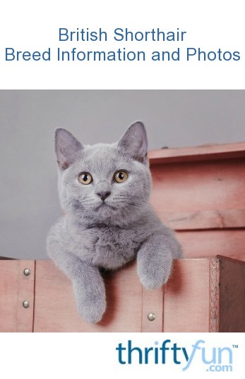 British Shorthair Breed Information And Photos Thriftyfun