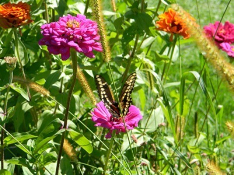 Butterflies and Zinnias