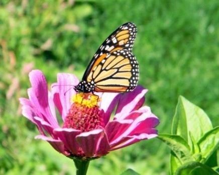 Butterflies_and_Zinnias