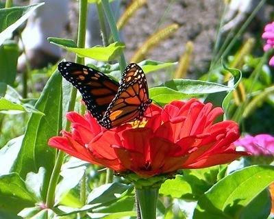 Butterflies_and_Zinnias