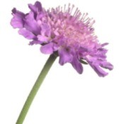 Scabiosa (Pincushion Flowers)