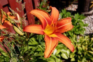 Edible Flowers