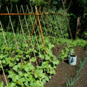 Bush Beans and Pole Beans