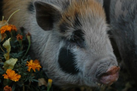 Johnc (Potbelly Pig)