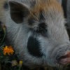 Johnc (Potbelly Pig)