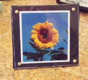 framed sunflower photo