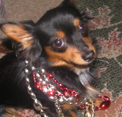 Tazz with bling.
