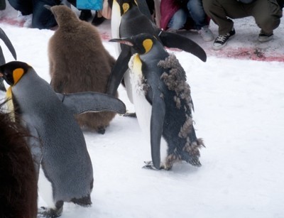 A row of marching penguins in Hokkaido, Japan.