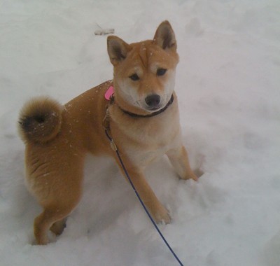 Foxy (Shiba Inus)