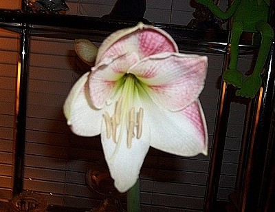 A white and pink amaryllis blossom.