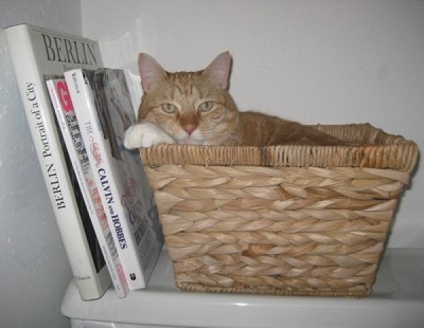 Cat in basket on shelf.