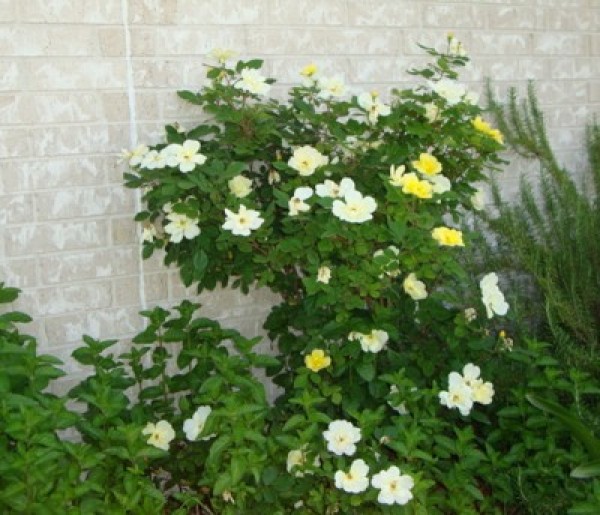 Yellow roses blooming next to a wall.