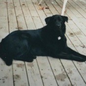 Large black dog