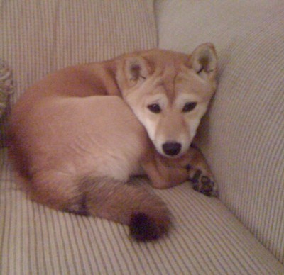 Foxy (Shiba Inus)