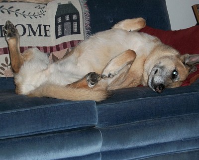 Dog laying belly up on couch.