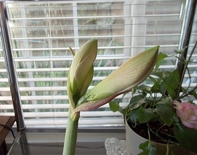 A white and pink amaryllis blossom.